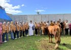 FK LKS Kota Bandar Lampung Sembelih Dua Sapi Kurban Bantuan Wali Kota