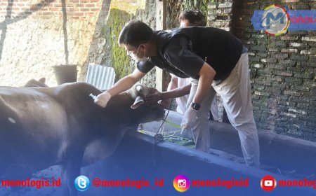 Jelang Idul Adha, Dinas Pertanian Bandar Lampung Vaksinasi Ternak