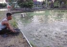 BUMDes Sinar Mulya Bangkit, Budidaya Patin Jadi Andalan Ekonomi Desa