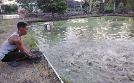 BUMDes Sinar Mulya Bangkit, Budidaya Patin Jadi Andalan Ekonomi Desa