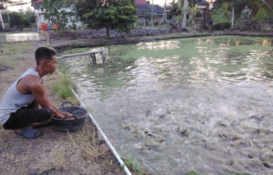 BUMDes Sinar Mulya Bangkit, Budidaya Patin Jadi Andalan Ekonomi Desa