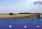 BP Petani Jaya Kawal Panen Raya 220 Hektare di Mesuji