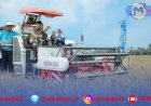 Panen Padi Lampung Tengah Tembus 11,2 Ton per Hektare