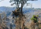 Karhutla di Pesisir Barat Hanguskan 5 Hektare Lahan