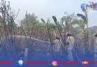 Kebakaran Lahan di Bandar Lampung Diduga Dipicu Bakar Sampah